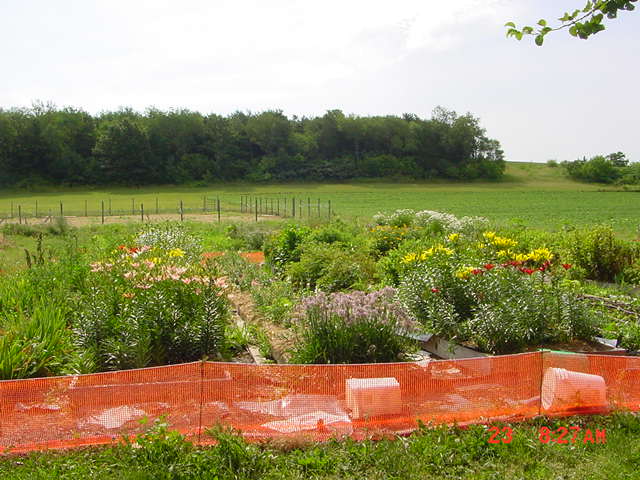 Lilies - raised beds, riding arena and woods